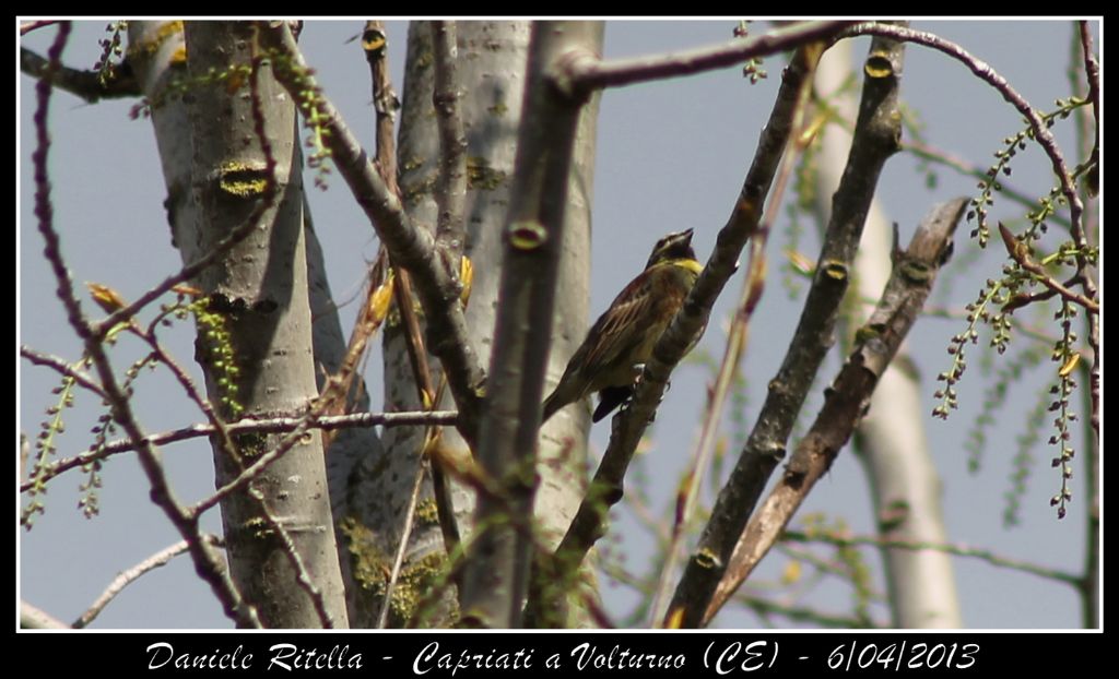 Identificazione grazie!
